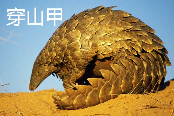 穿山甲有哪些生活习性，它依靠气味来寻找猎物