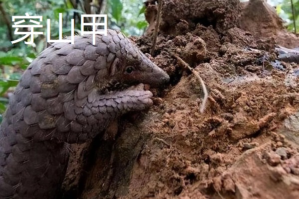 穿山甲有哪些生活习性，它依靠气味来寻找猎物