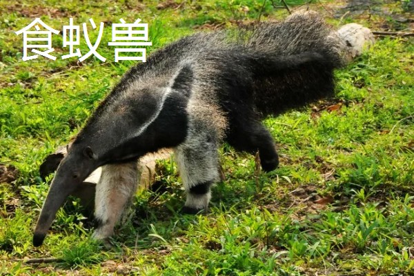 穿山甲有哪些生活习性，它依靠气味来寻找猎物