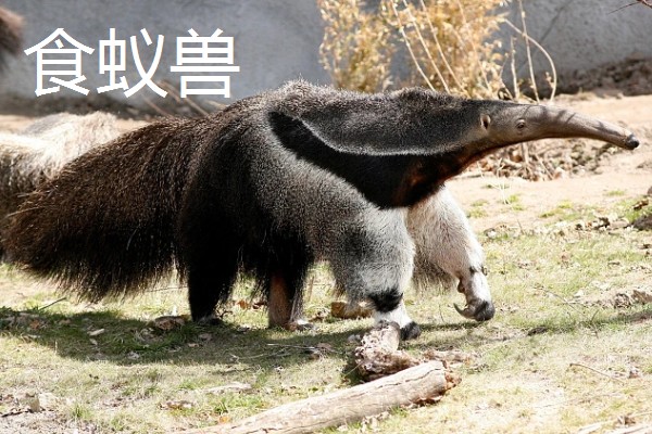 穿山甲有哪些生活习性，它依靠气味来寻找猎物