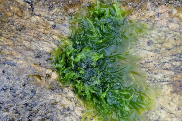 藻类植物的繁殖方式,可营养体生殖、无性生殖等