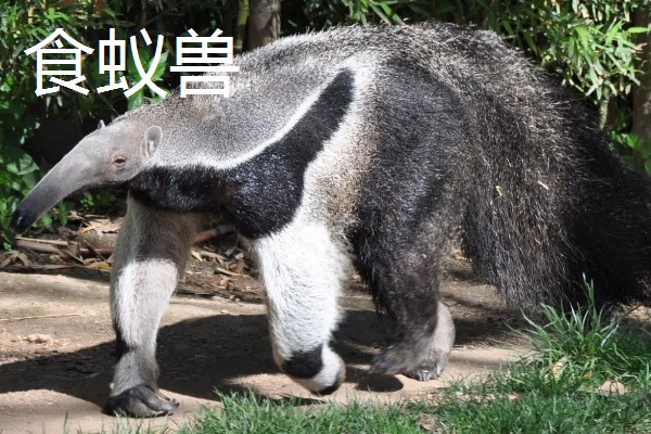 穿山甲有哪些生活习性，它依靠气味来寻找猎物