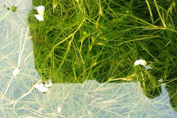 藻类植物的繁殖方式,可营养体生殖、无性生殖等