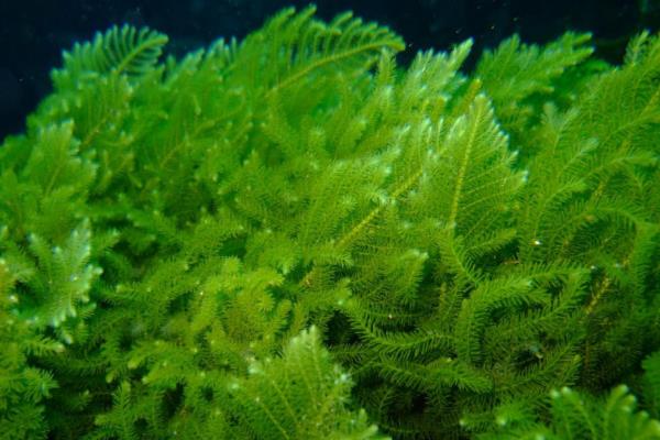 藻类植物的繁殖方式,可营养体生殖、无性生殖等