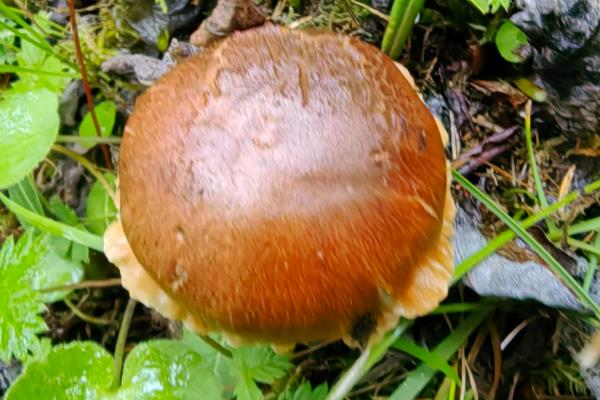 牛肝菌可以保存多久,可以保存14天左右