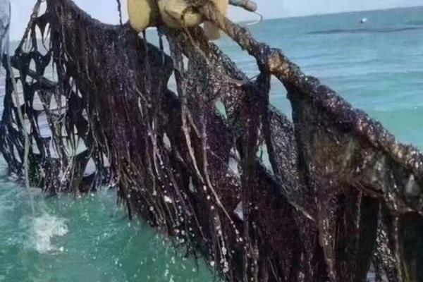 藻类植物的繁殖方式,可营养体生殖、无性生殖等