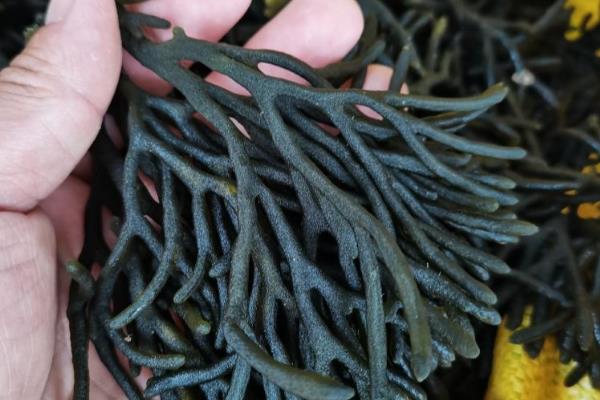 藻类植物的繁殖方式,可营养体生殖、无性生殖等