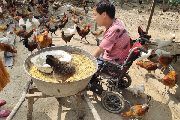 一千只鸡每天需要多少饲料，每天需要120千克左右