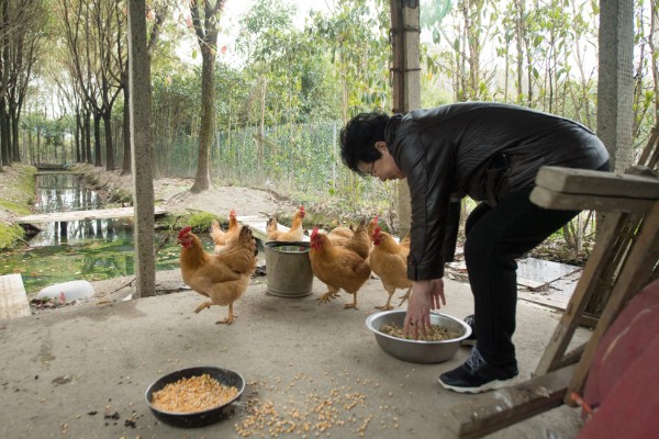一千只鸡每天需要多少饲料，每天需要120千克左右