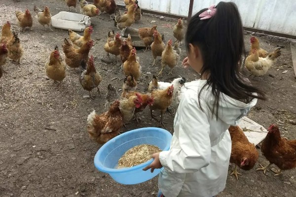 一千只鸡每天需要多少饲料，每天需要120千克左右