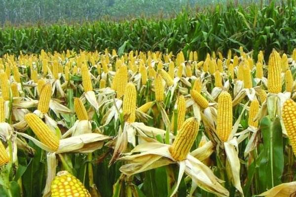 南北158玉米种子介绍,注意防治大斑病