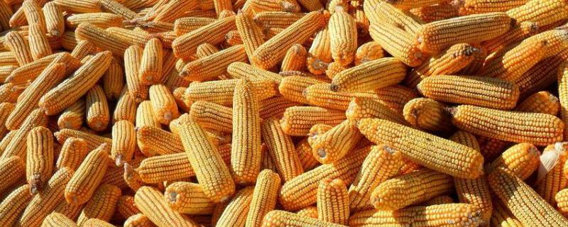 合科809玉米品种的特性，密度5000株/亩左右