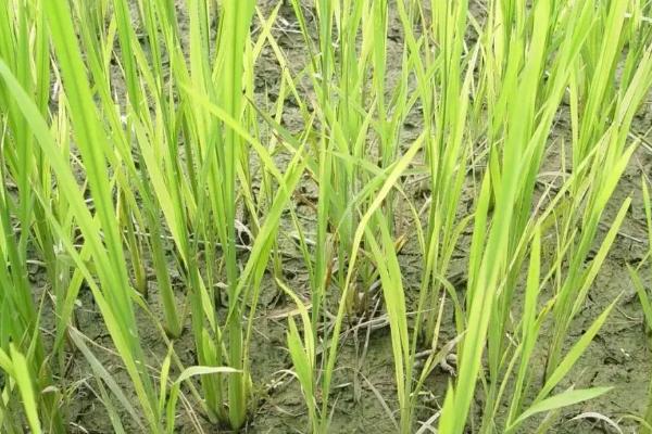 米粉稻1号水稻种子简介，每亩插基本苗7-9万