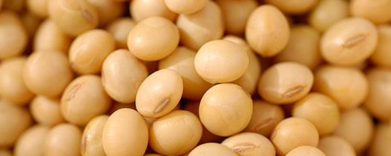 晋品豆8号大豆品种简介，高抗大豆花叶病毒病7号株系