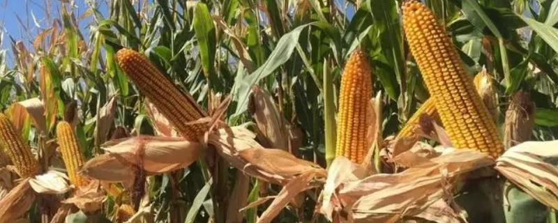 兆育901玉米品种简介，密度4500株/亩左右