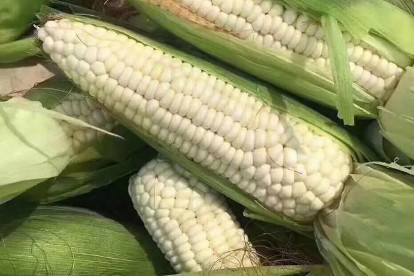 圣穗178玉米种子特点，适宜播种期6月上中旬