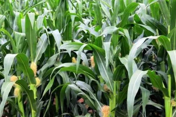 D6868玉米种子特征特性,中抗大斑病
