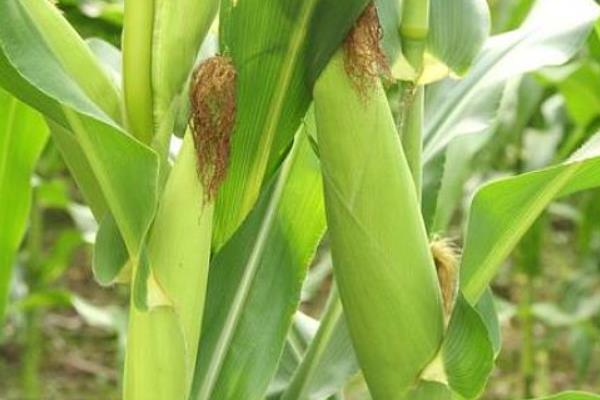 D6868玉米种子特征特性,中抗大斑病