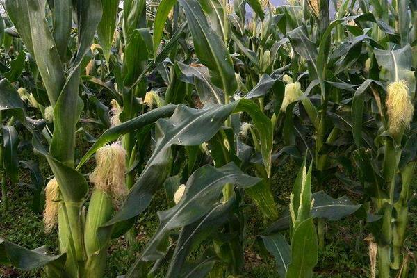 D6868玉米种子特征特性,中抗大斑病