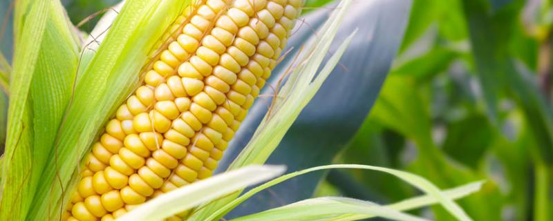 D6868玉米种子特征特性，中抗大斑病