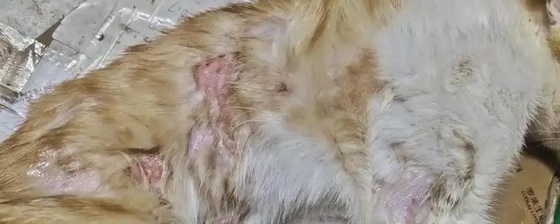 猫身上有皮屑的原因，可能是营养不良所致
