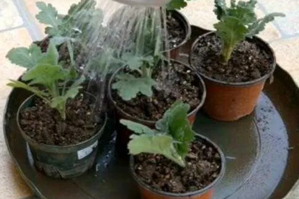 菊花春天怎样分株,选在三月份中旬的时候进行