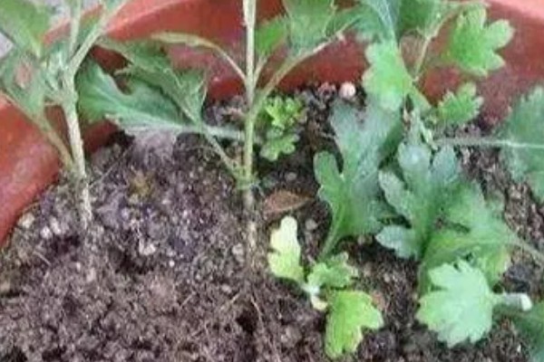 菊花春天怎样分株,选在三月份中旬的时候进行