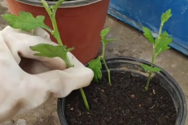 菊花春天怎样分株,选在三月份中旬的时候进行
