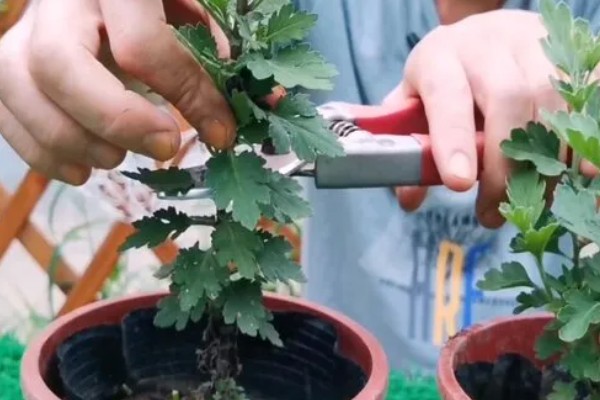 菊花春天怎样分株,选在三月份中旬的时候进行