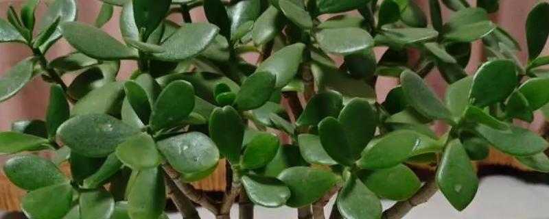 玉树多久浇水一次，根据植株长势进行调整
