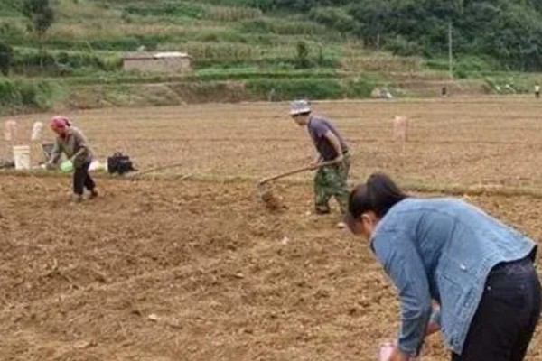 女贞简介，是常绿灌木或乔木