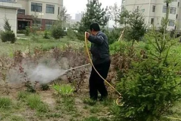 女贞简介，是常绿灌木或乔木