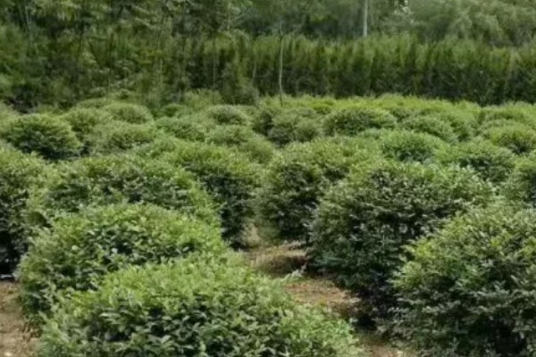 女贞简介，是常绿灌木或乔木