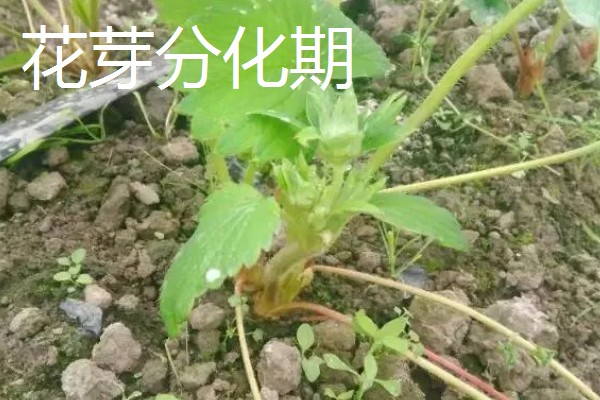 草莓种植如何管理,开花和结果期要加强肥水管理