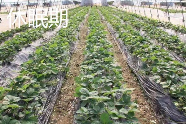 草莓种植如何管理,开花和结果期要加强肥水管理
