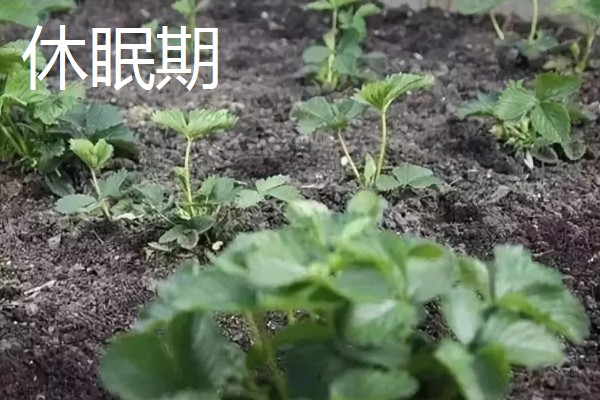 草莓种植如何管理,开花和结果期要加强肥水管理