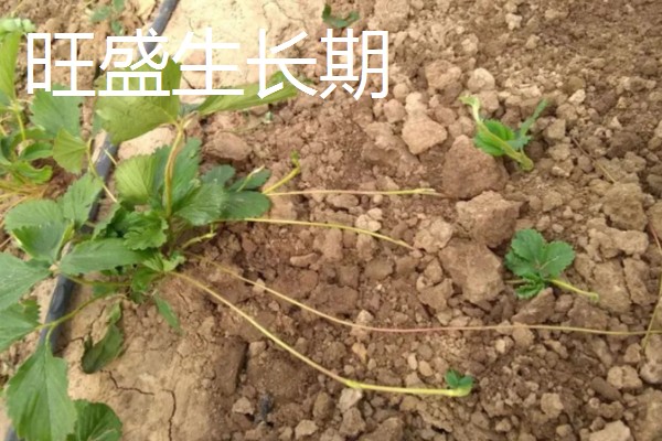 草莓种植如何管理,开花和结果期要加强肥水管理