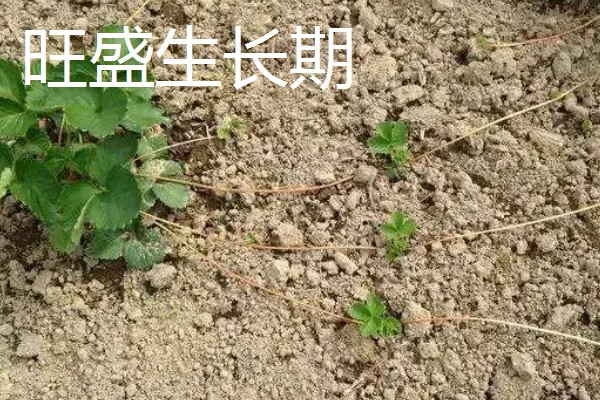 草莓种植如何管理,开花和结果期要加强肥水管理