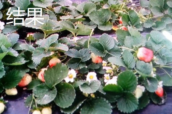 草莓种植如何管理,开花和结果期要加强肥水管理