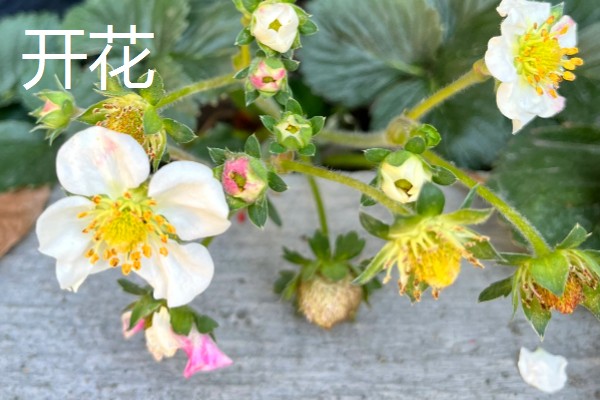 草莓种植如何管理,开花和结果期要加强肥水管理