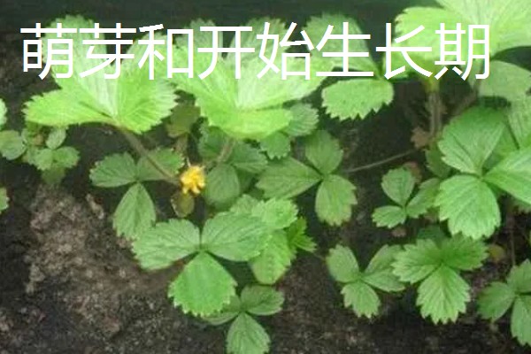 草莓种植如何管理,开花和结果期要加强肥水管理