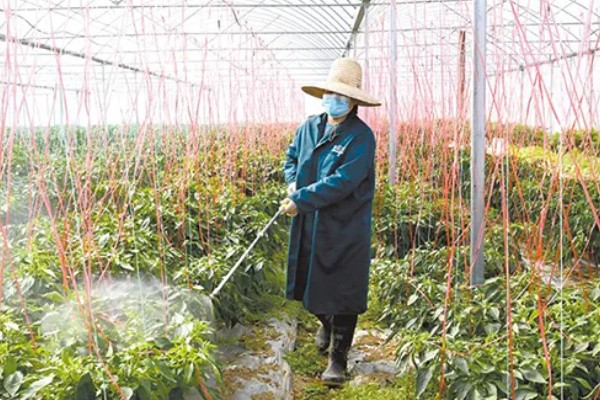克菌丹的防治对象,可防治樱桃灰星病、草莓灰霉病等病害