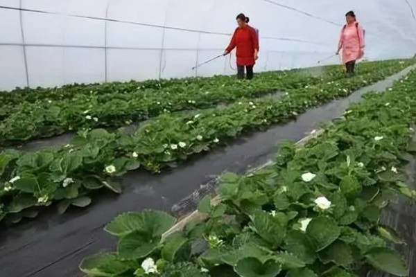 克菌丹的防治对象,可防治樱桃灰星病、草莓灰霉病等病害
