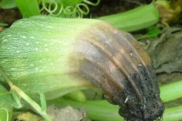 克菌丹的防治对象,可防治樱桃灰星病、草莓灰霉病等病害