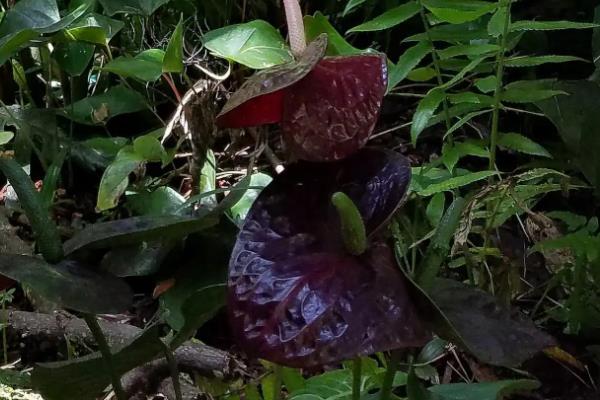 魔芋的品种，常见花魔芋、白魔芋、西盟魔芋