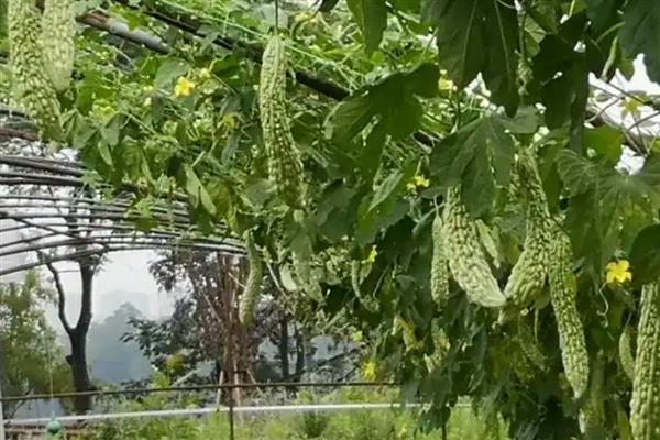 苦瓜的种植方法，种植前最好先将种子处理一下