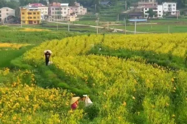 黄花菜怎么种植,每穴栽2-3株