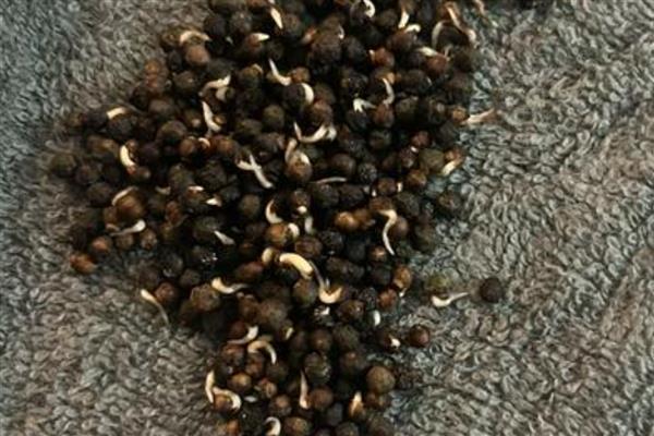 蔬菜种子的处理方法,经过浸种催芽再播种