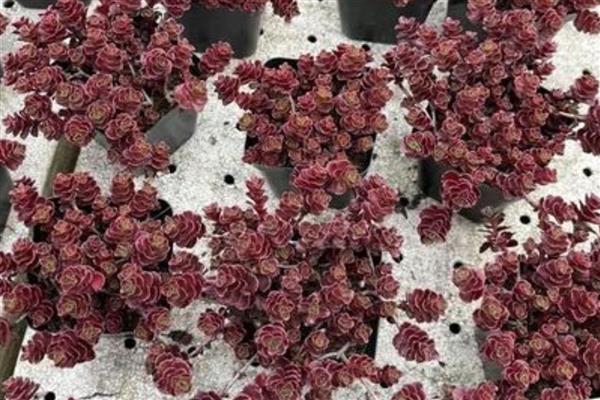 红叶景天属于哪里的植物,原产地在热带干旱地区
