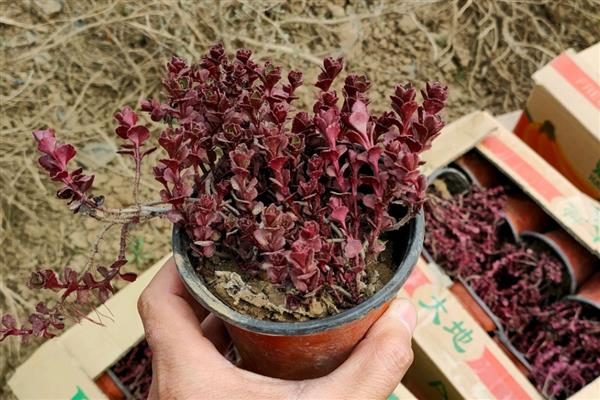 红叶景天属于哪里的植物,原产地在热带干旱地区